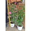 Rose 玫瑰花 Potted