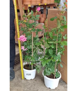 Rose 玫瑰花 Potted