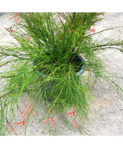 Russelia Red Firecracker Plants