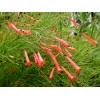 Russelia Red Firecracker Plants