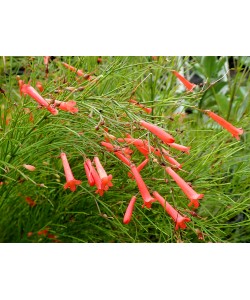 Russelia Red Firecracker Plants