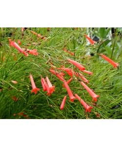 Russelia Red Firecracker Plants