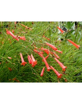 Russelia Red Firecracker Plants