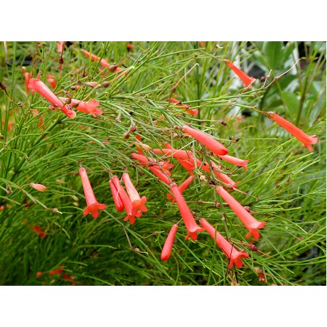 Russelia Red Firecracker Plants