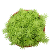 Sedum Gold Mound