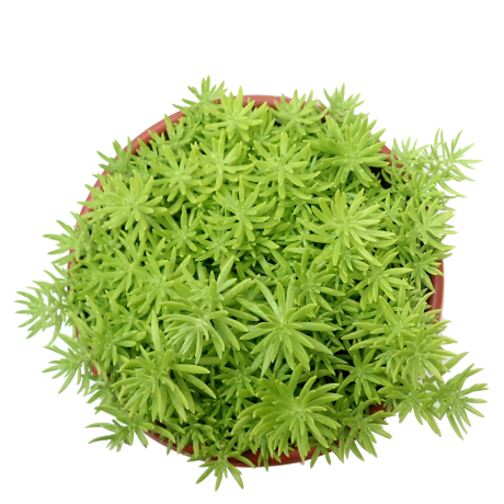 Sedum Gold Mound