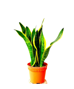 Sansevieria Trifasciata 'Laurentii' 