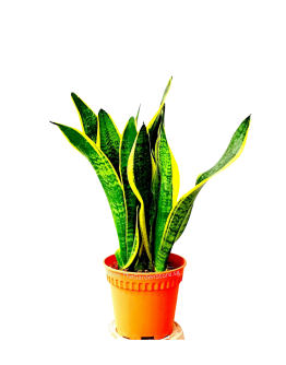 Sansevieria Trifasciata 'Laurentii' 