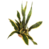 Sansevieria Trifasciata 'Laurentii' Tall