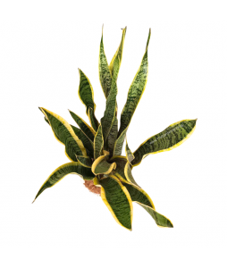 Sansevieria Trifasciata 'Laurentii' Tall