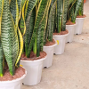 Sansevieria Trifasciata 'Laurentii' Tall