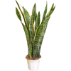 Sansevieria Trifasciata 'Laurentii' Tall