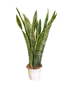 Sansevieria Trifasciata 'Laurentii' Tall