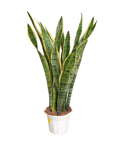 Sansevieria Trifasciata 'Laurentii' Tall
