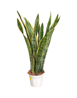 Sansevieria Trifasciata 'Laurentii' Tall