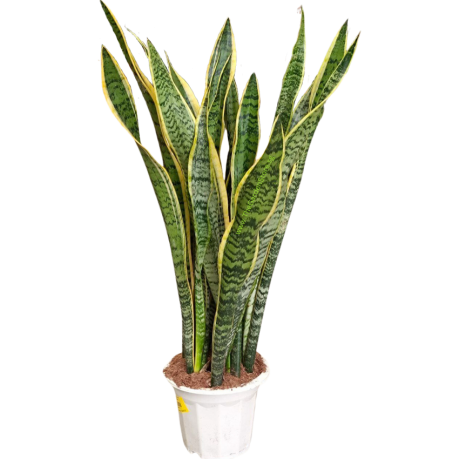 Sansevieria Trifasciata 'Laurentii' Tall