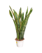 Sansevieria Trifasciata 'Laurentii' Tall