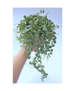 String of Turtles Vine Peperomia Prostrata