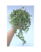 String of Turtles Vine Peperomia Prostrata