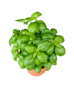 Sweet Basil 罗勒 Potted Herbs