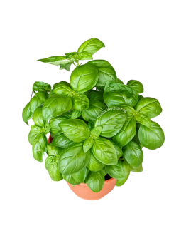 Sweet Basil 罗勒 Potted Herbs