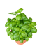 Sweet Basil 罗勒 Potted Herbs