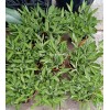Sage Salvia officinalis