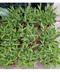 Sage Salvia officinalis