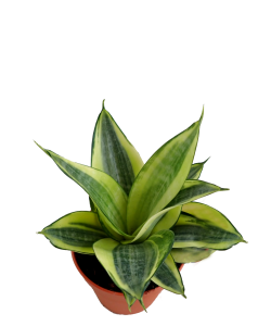 Sansevieria trifasciata Golden Hahnii