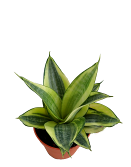 Sansevieria trifasciata Golden Hahnii