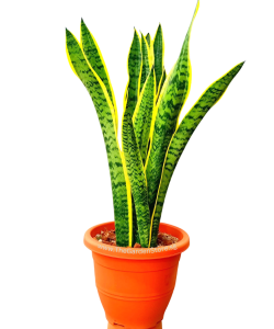 Sansevieria Goldband Tall