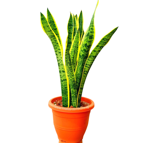Sansevieria Goldband Tall