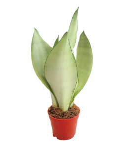 Sansevieria Moonshine