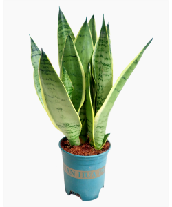 Sansevieria Snow White Superba