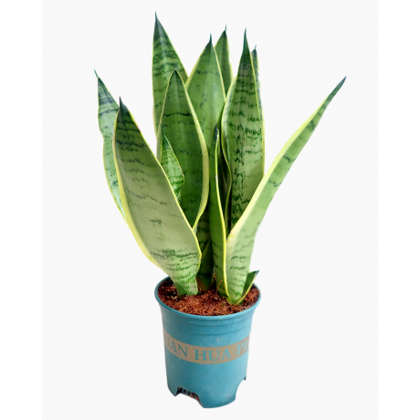 Sansevieria Snow White Superba