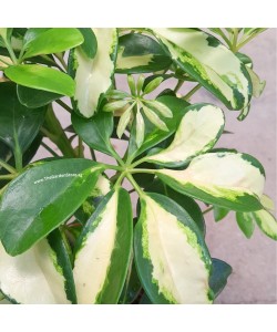 Schefflera Arboricola Variegata, Variegated Umbrella Tree 鸭掌木 P150