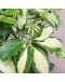 Schefflera Arboricola Variegata, Variegated Umbrella Tree 鸭掌木 P150