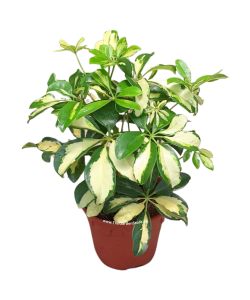 Schefflera Arboricola Variegata, Variegated Umbrella Tree 鸭掌木 P150