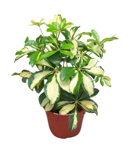 Schefflera Arboricola Variegata, Variegated Umbrella Tree 鸭掌木 P150