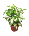 Schefflera Arboricola Variegata, Variegated Umbrella Tree 鸭掌木 P150