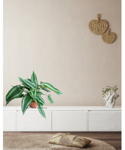 Schismatoglottis wallichii