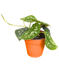 Scindapsus Pictus (Satin Pothos) P85