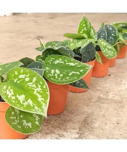 Scindapsus Pictus (Satin Pothos) P85