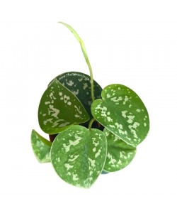 Scindapsus Pictus (Satin Pothos) P85