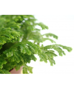 Selaginella Jori Green