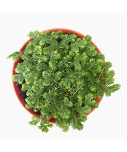 Selaginella Jori Green