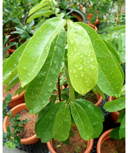 Soursop 红毛榴莲 