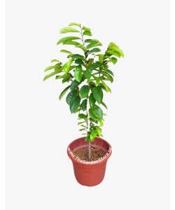 Soursop 红毛榴莲 