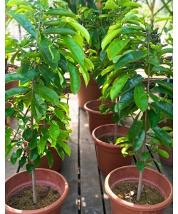 Soursop 红毛榴莲 