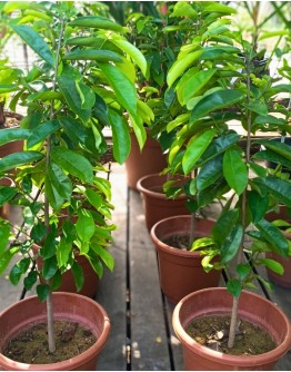 Soursop 红毛榴莲 